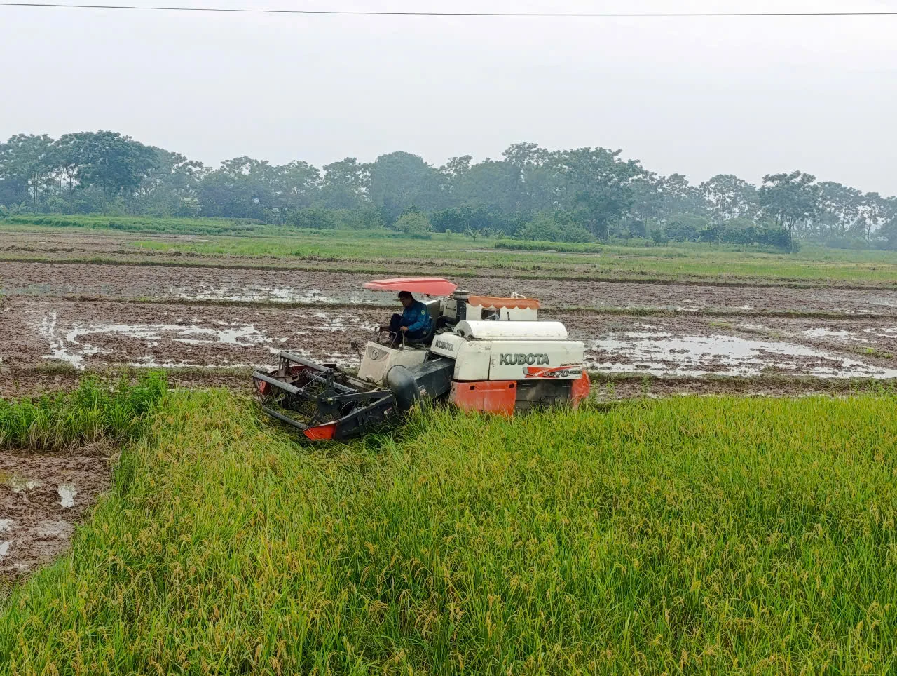 Năng suất vụ Xuân ước đạt 62 tạ/ha