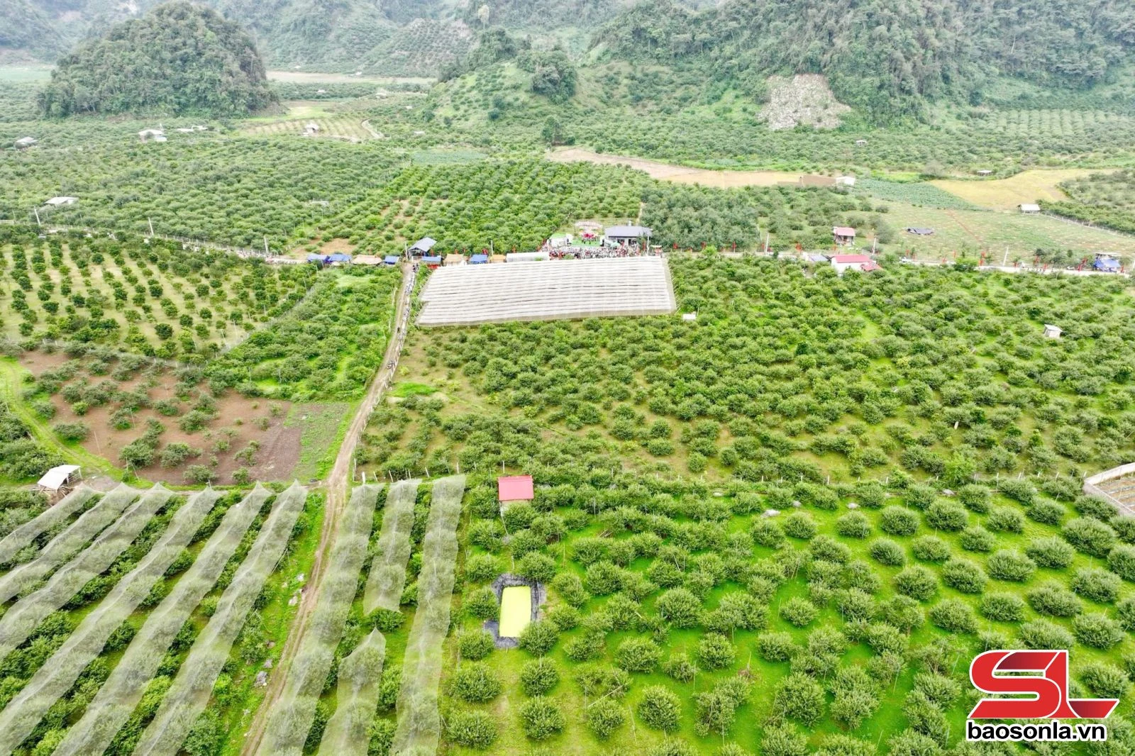 Mùa mận chín trên cao nguyên