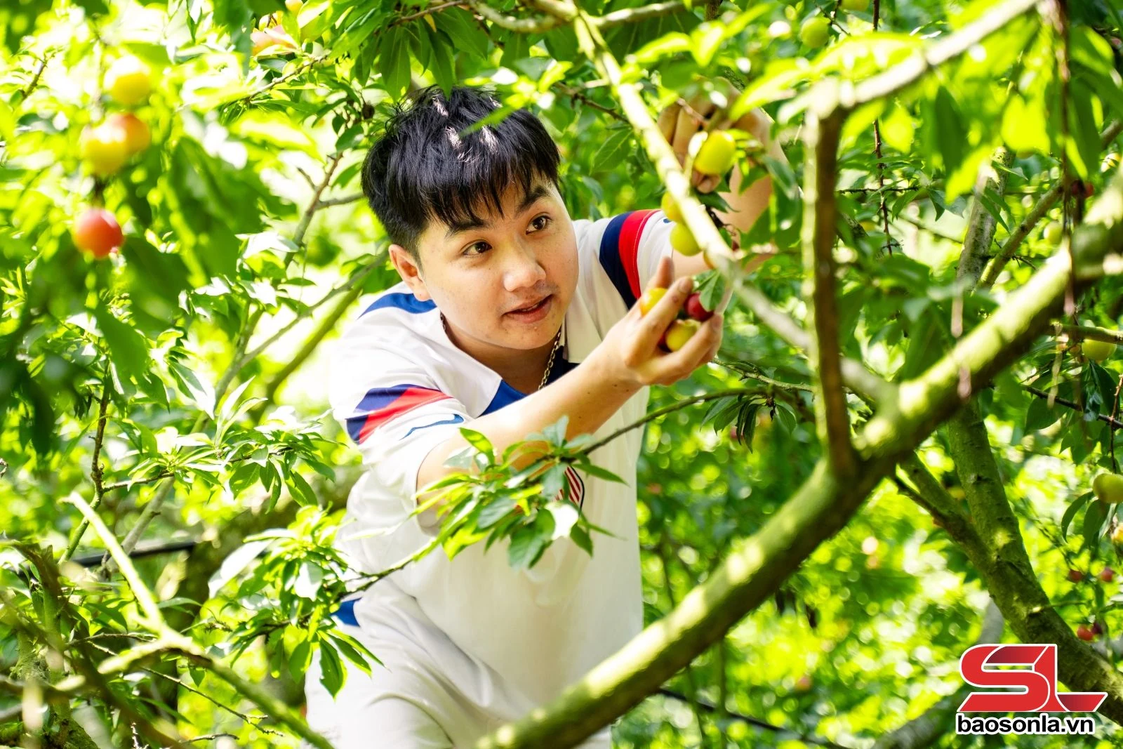 Mùa mận chín trên cao nguyên