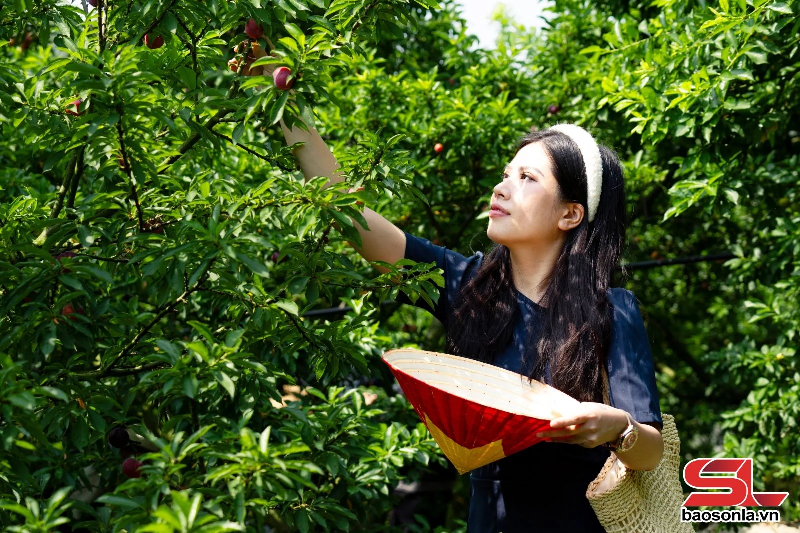 Mùa mận chín trên cao nguyên