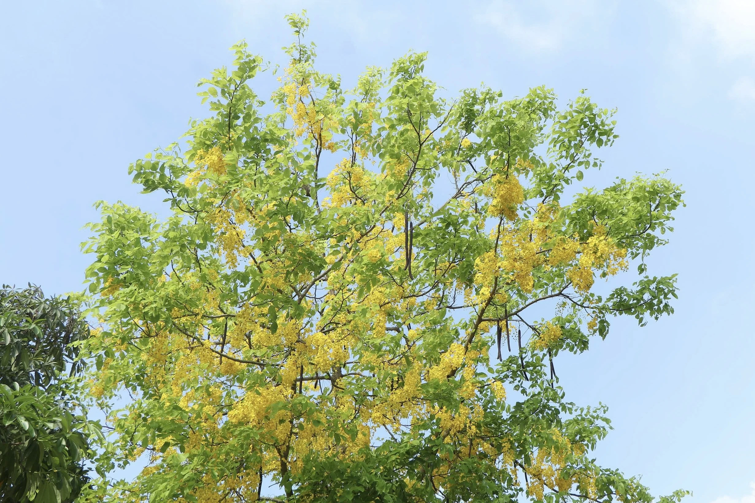 Sắc vàng nắng hè