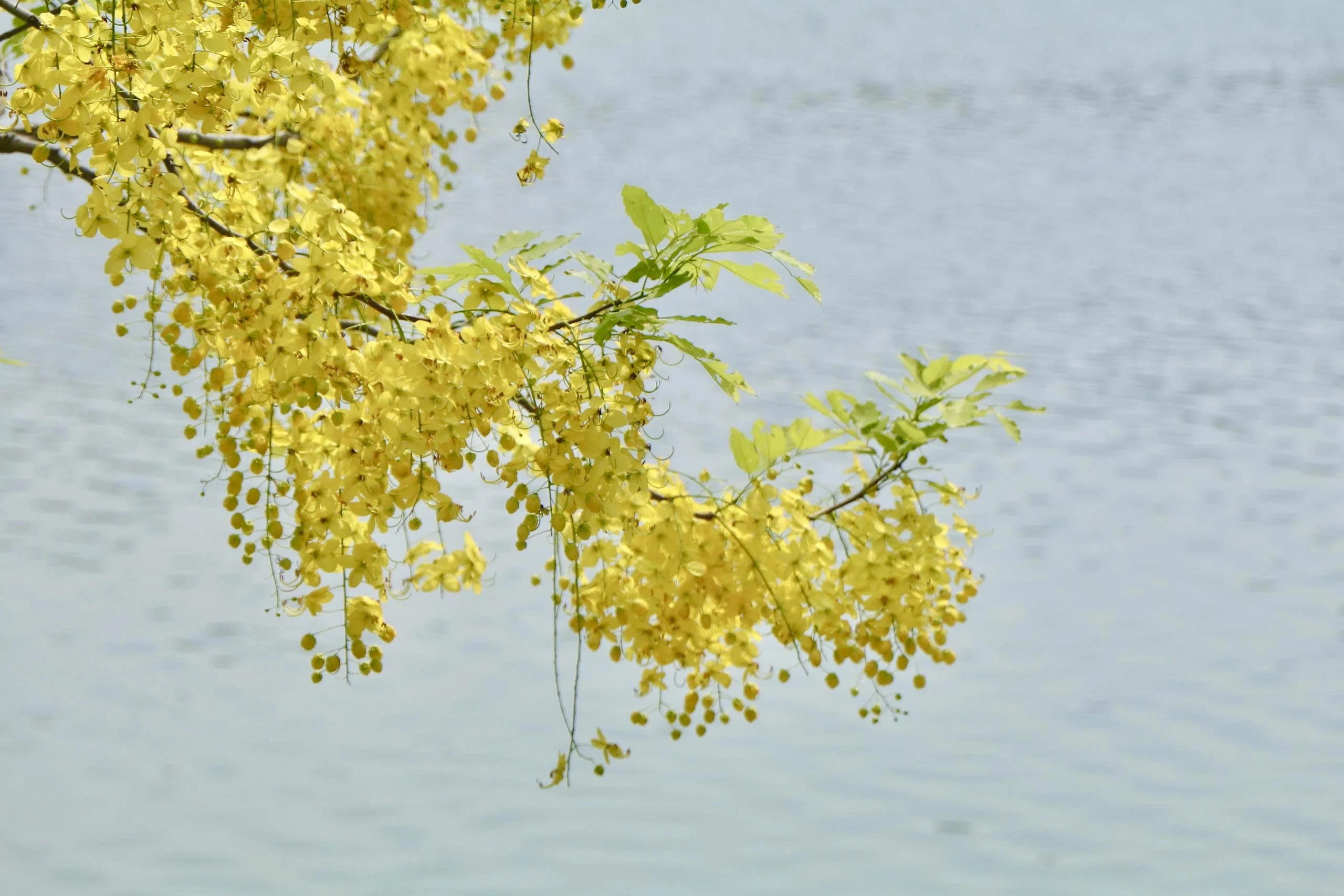 Sắc vàng nắng hè