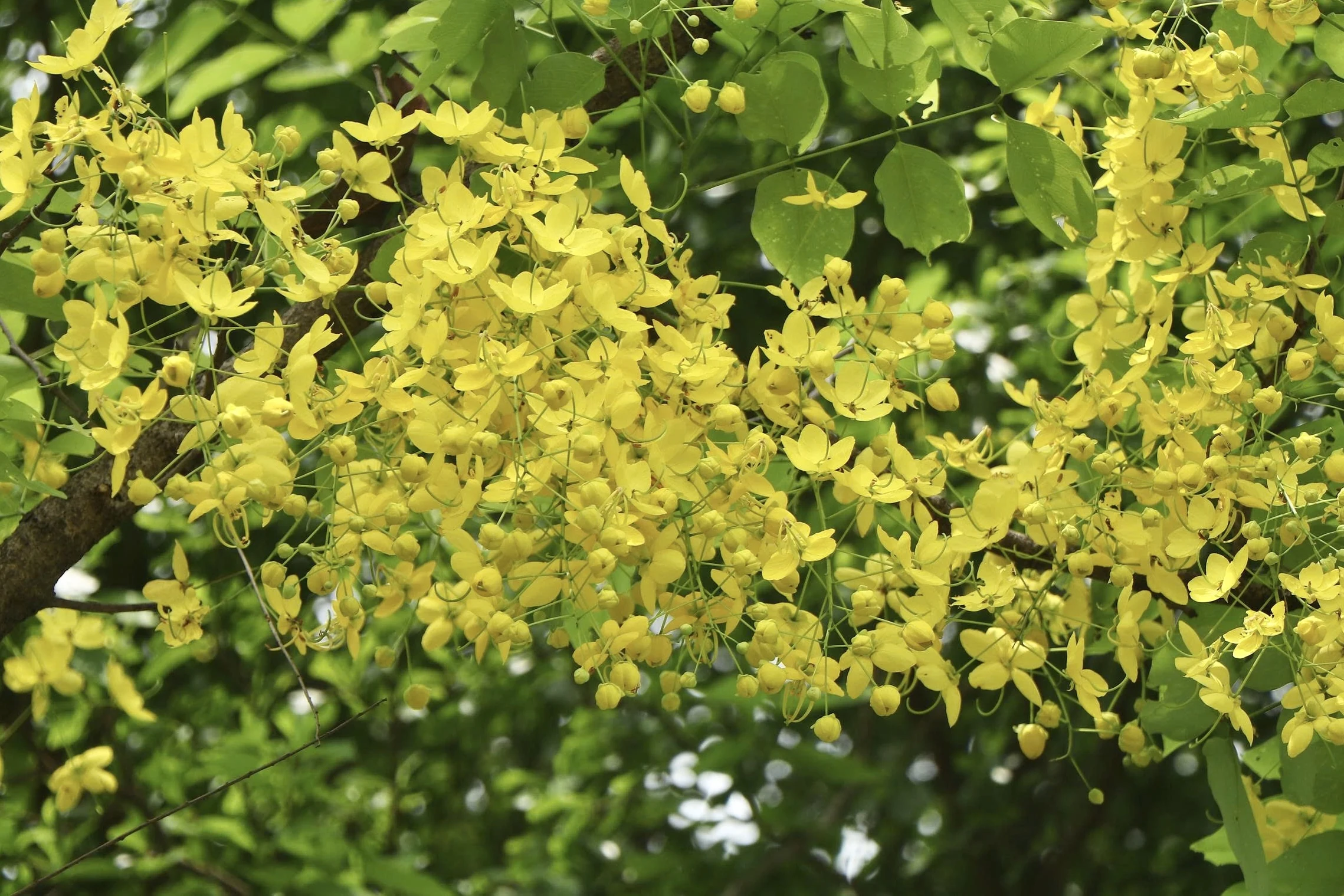 Sắc vàng nắng hè