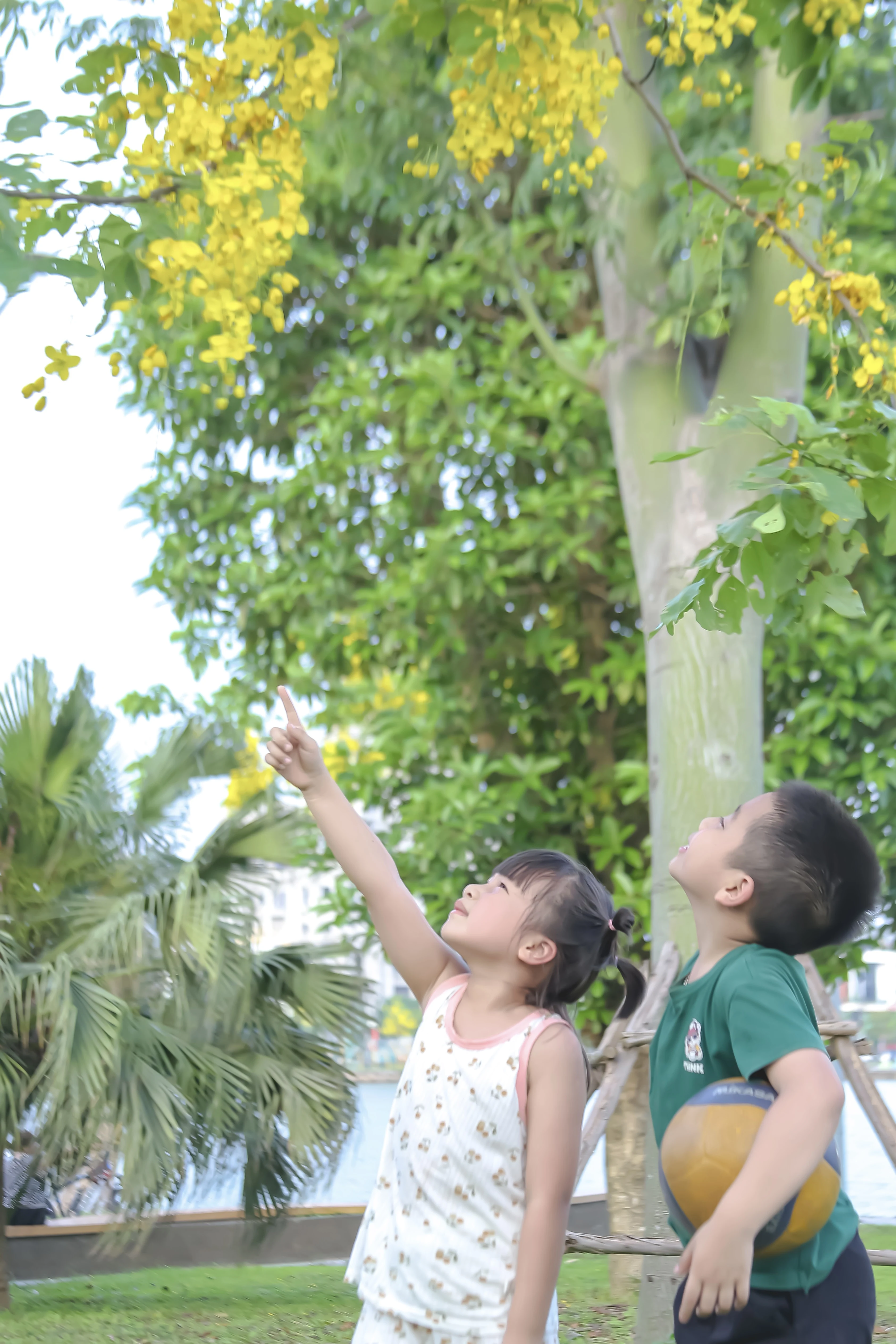 Sắc vàng nắng hè