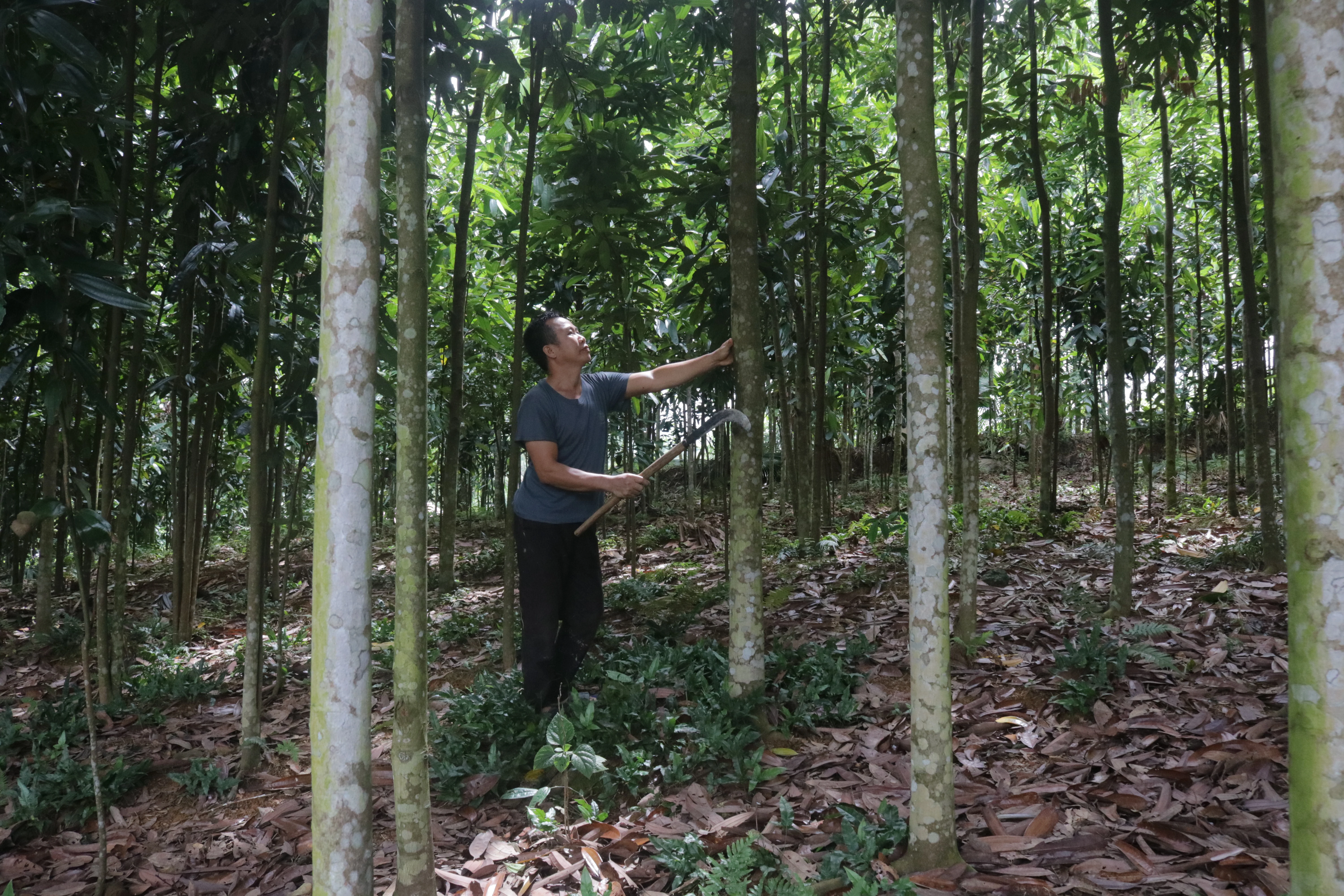 Nghị quyết làm giàu từ đồi rừng