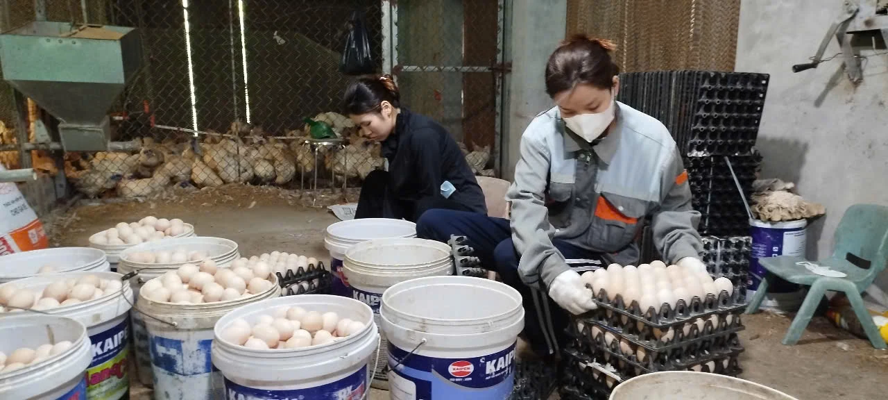 Giá cả thị trường ngày 6/6/2025