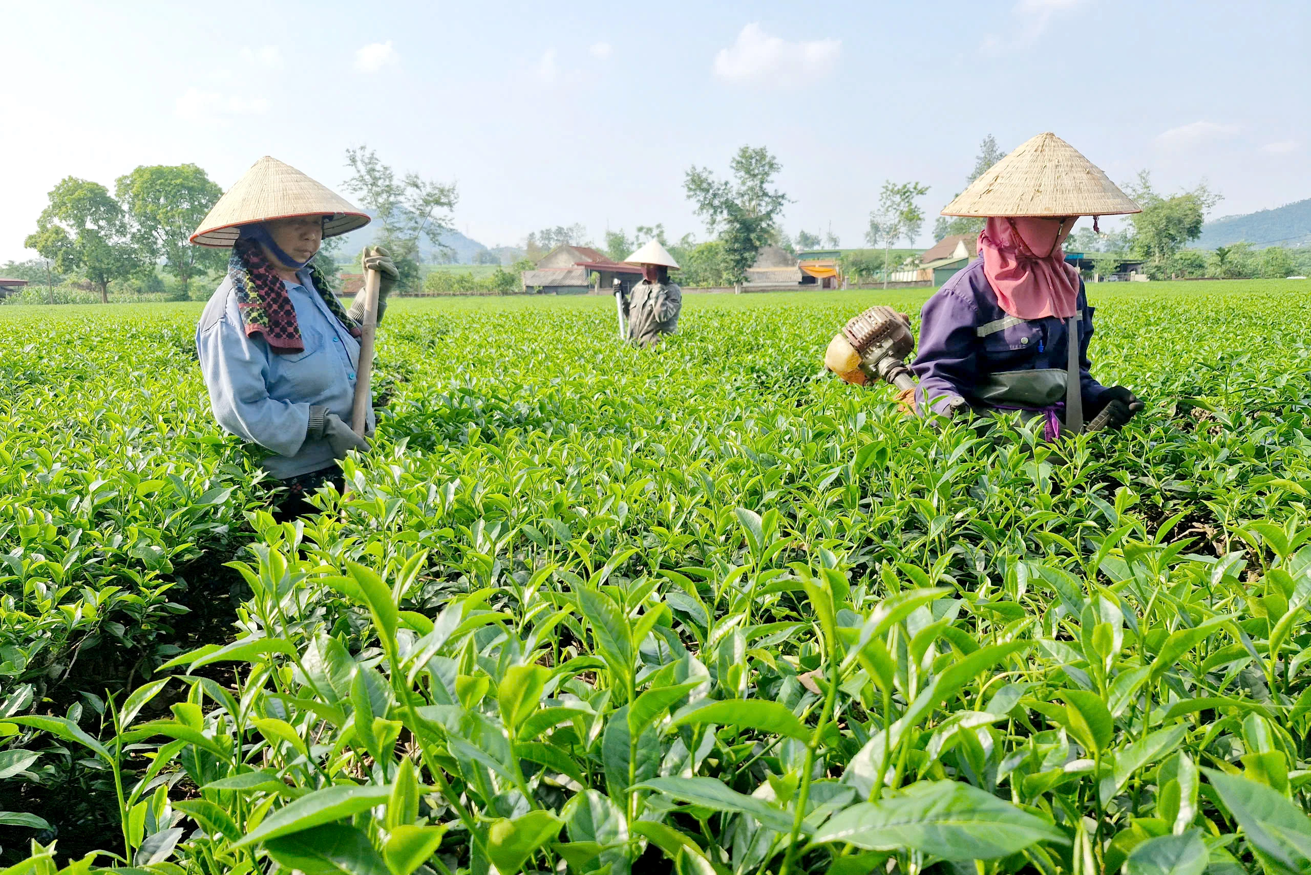 Tập trung phát triển thương mại, dịch vụ ở Thục Luyện