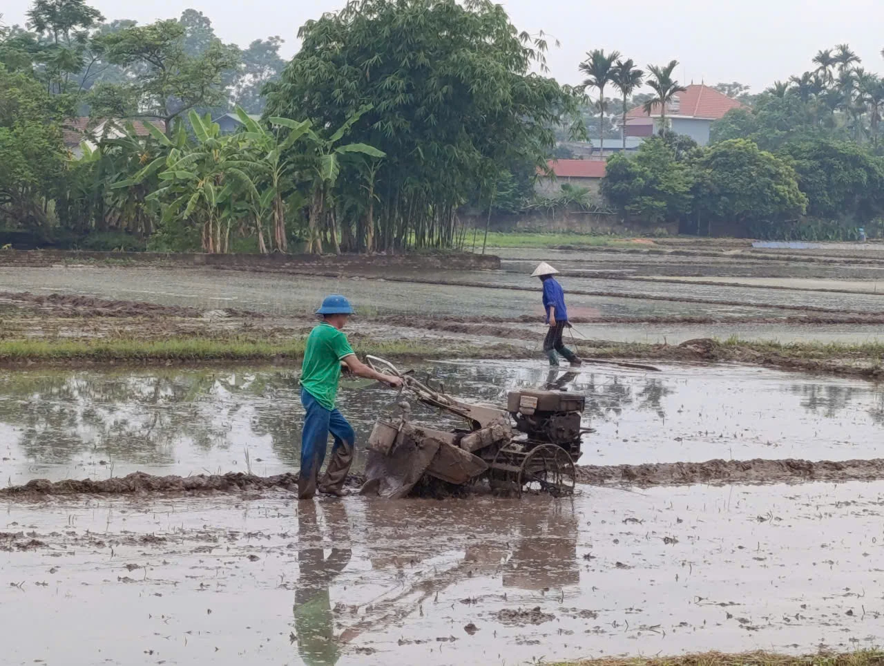 Tập trung sản xuất vụ Mùa