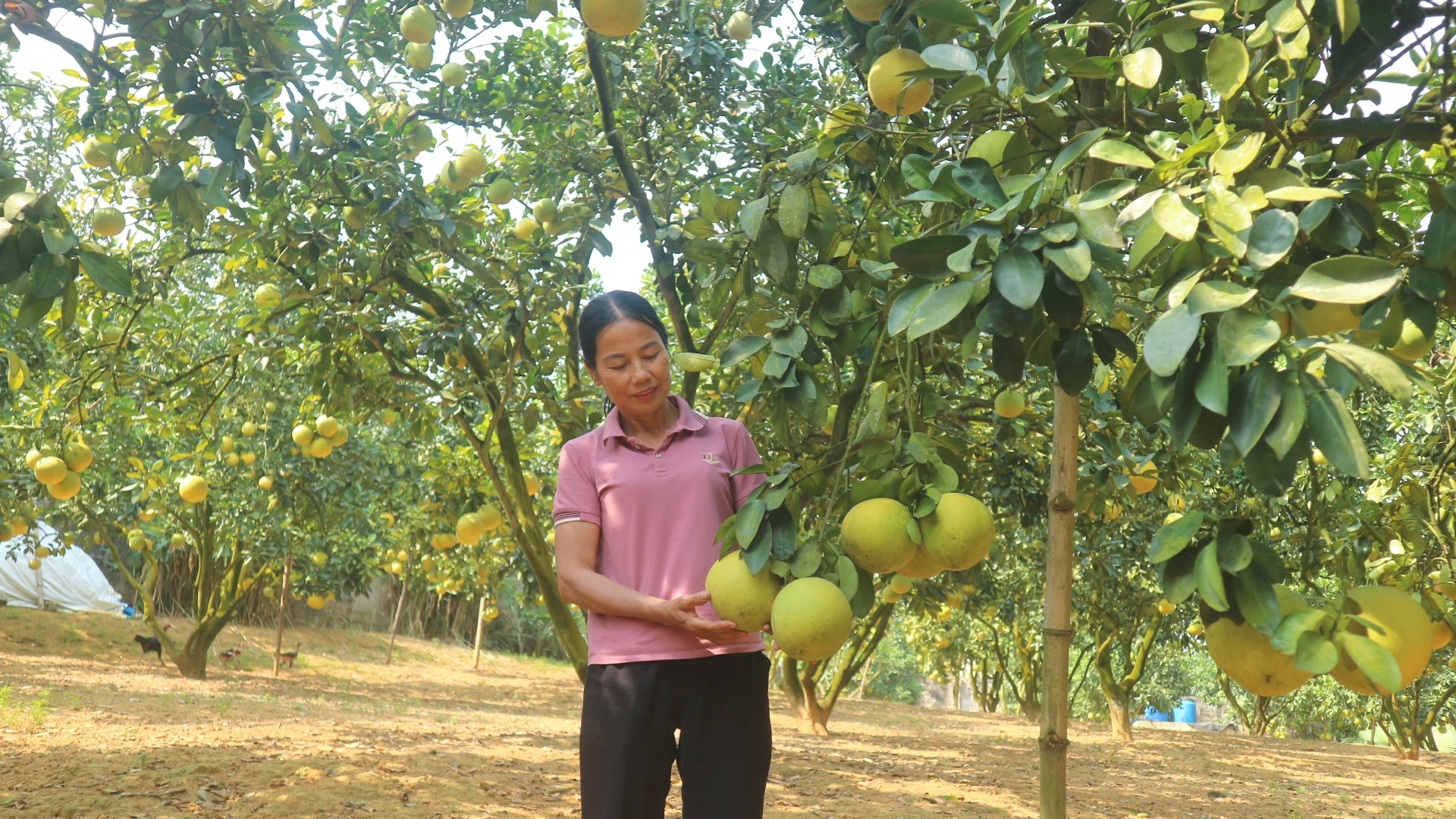 Tiếp nhận Quỹ hỗ trợ nông dân cấp huyện về Quỹ hỗ trợ nông dân tỉnh