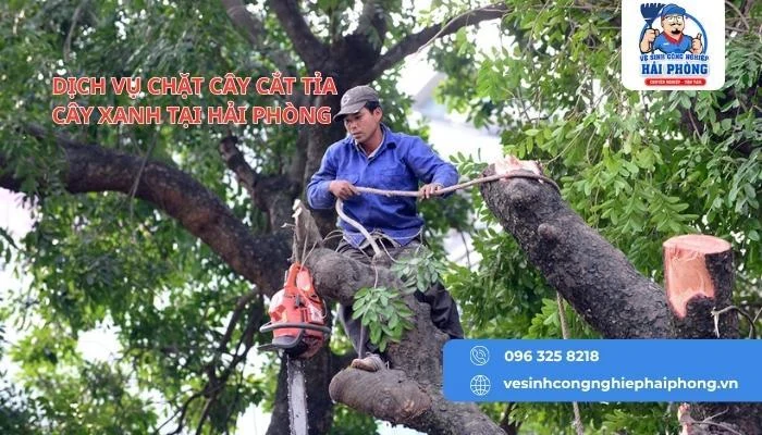 HOANGHUYCLEAN Dịch vụ cắt cây tỉa cảnh tại Hải Phòng chuyên nghiệp