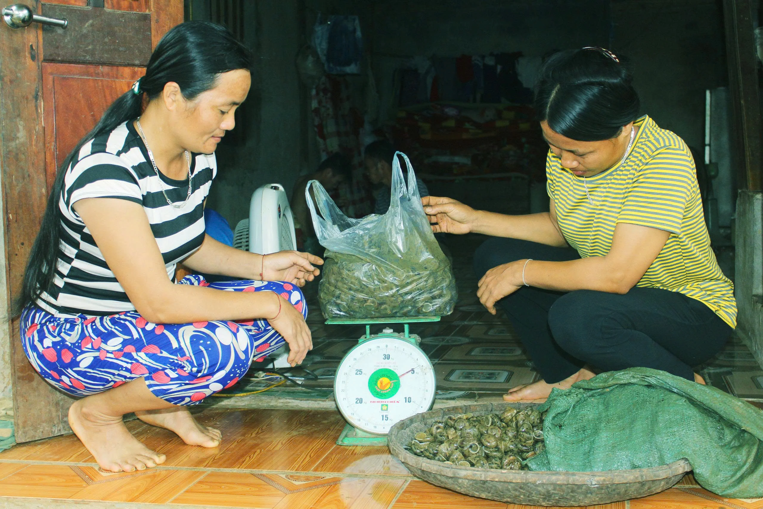 Ốc đá - Lộc rừng thức giấc