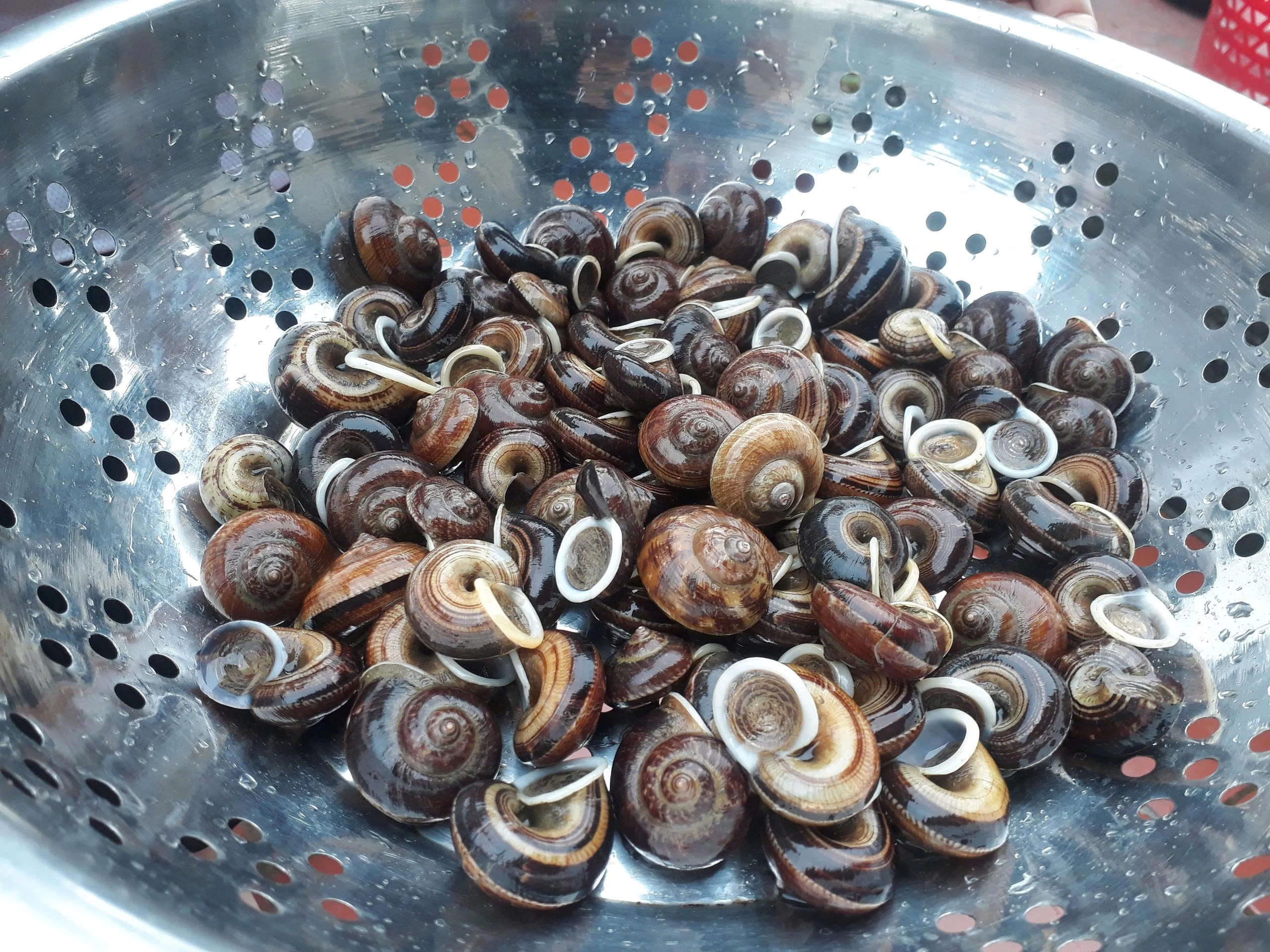 Ốc đá - Lộc rừng thức giấc