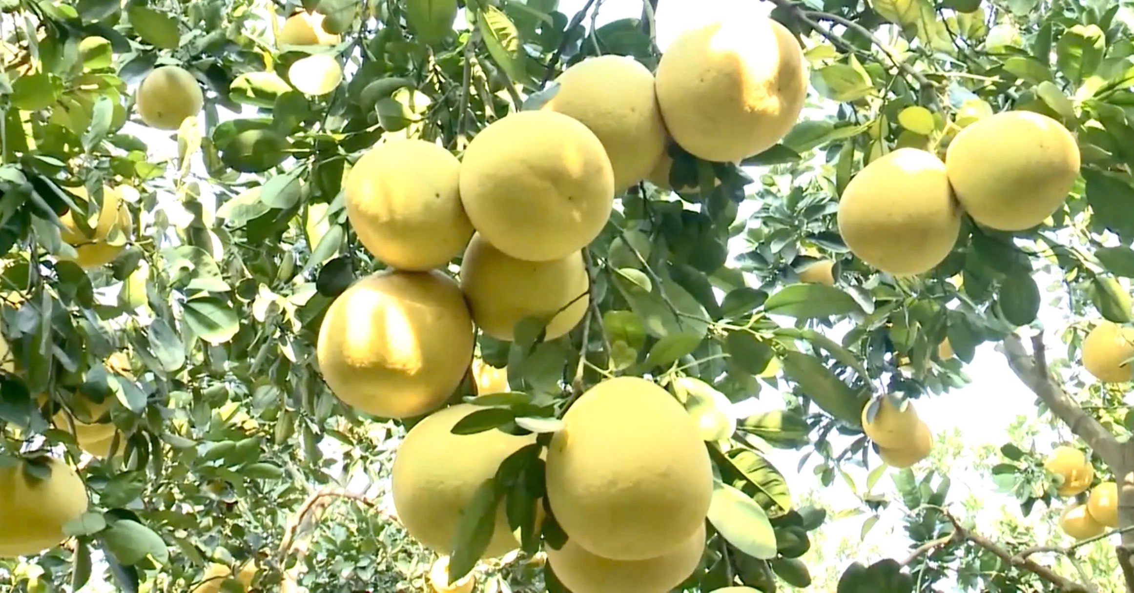 Nữ nông dân Yên Trị biến đất cằn thành vườn cây bạc tỷ