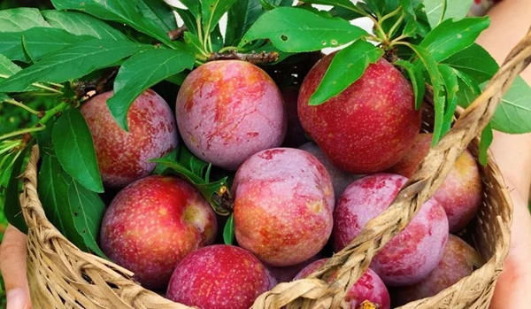 5 lý do nên thêm mận tươi và mận khô vào chế độ ăn hàng ngày