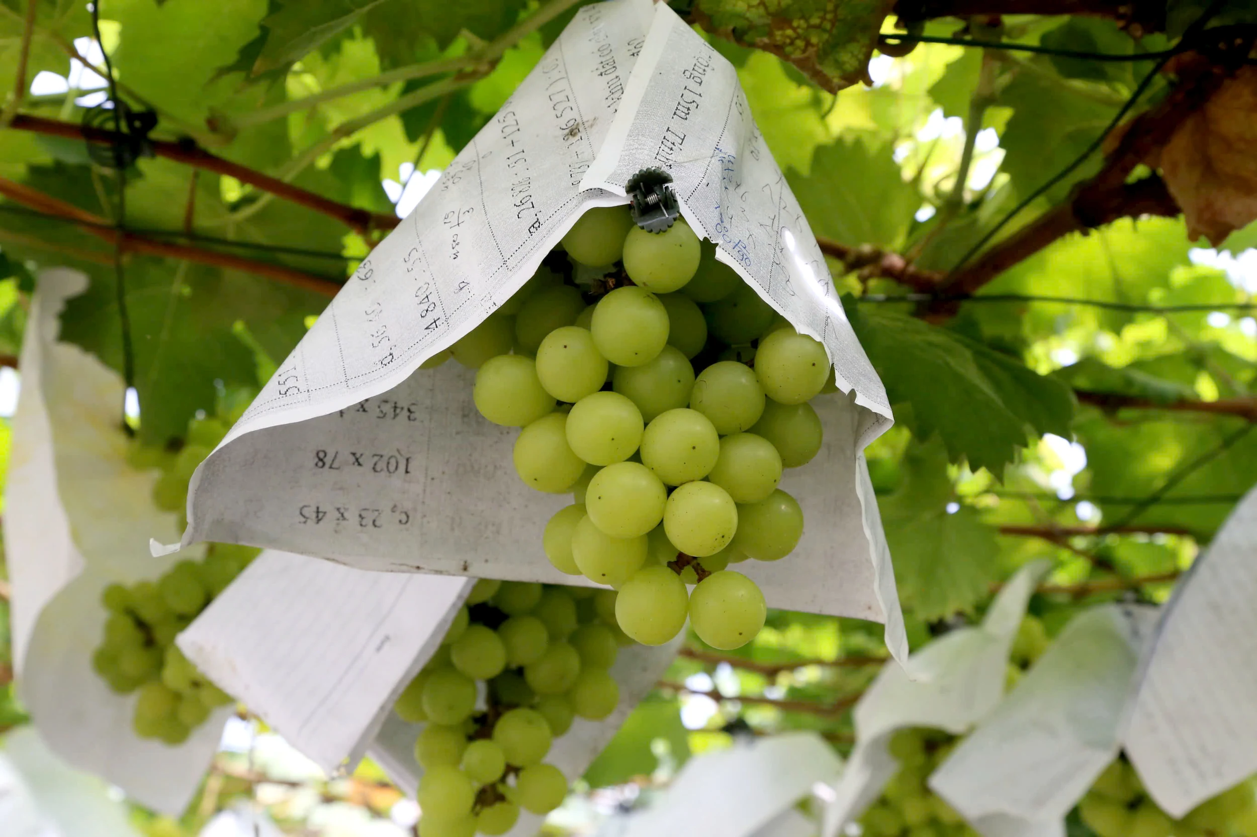 Phát triển nông nghiệp sạch và bền vững ở Cự Đồng