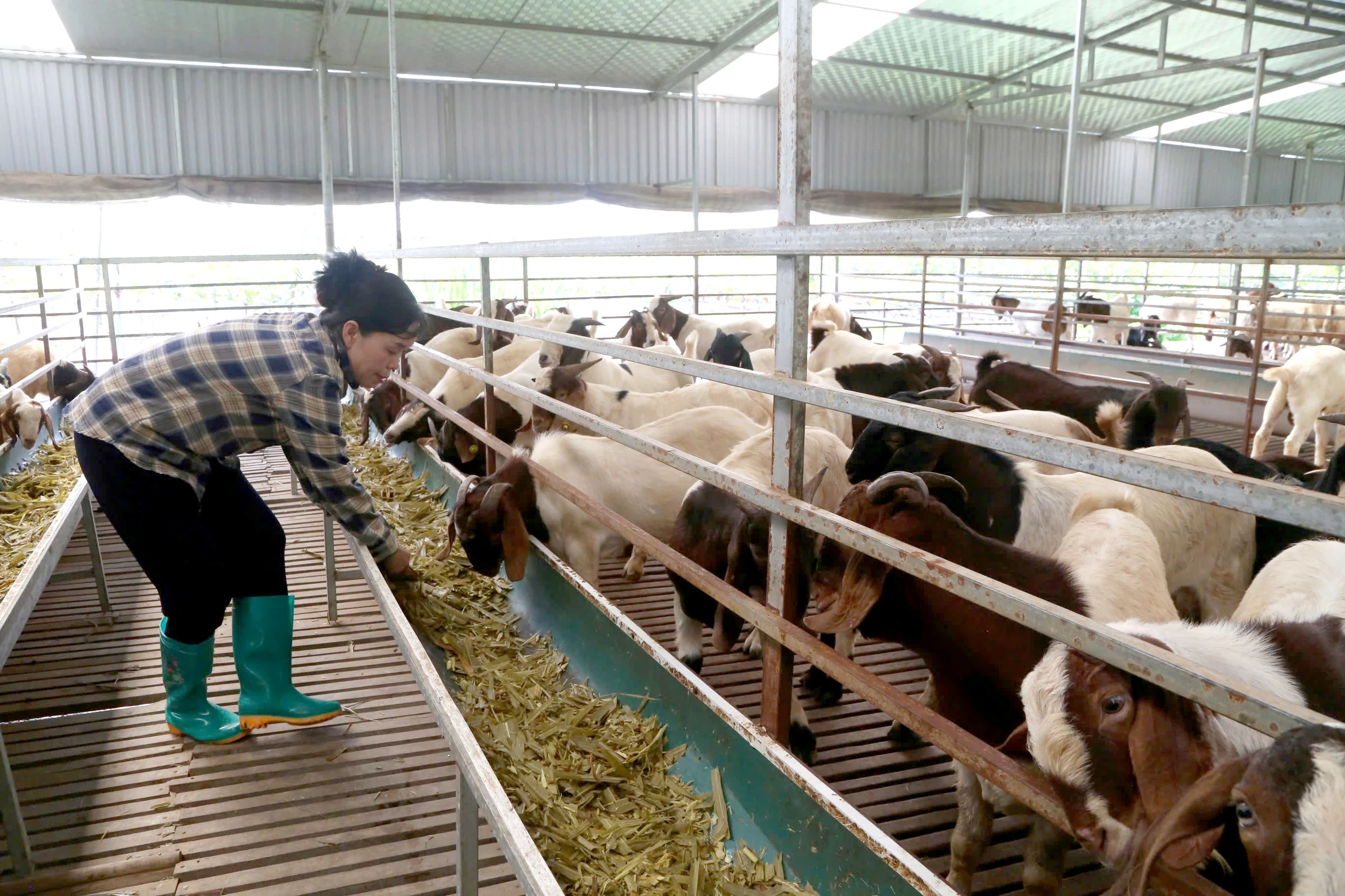 Phát triển nông nghiệp sạch và bền vững ở Cự Đồng