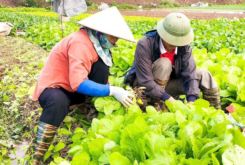 Ứng phó với khó khăn trong sản xuất vụ Mùa