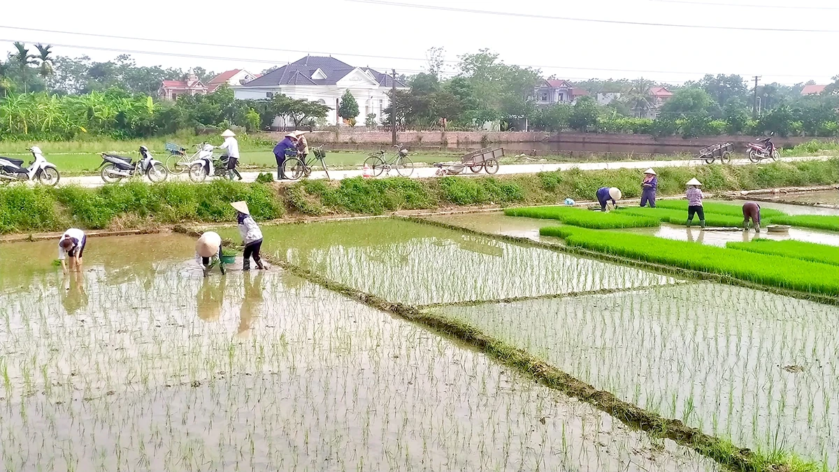 Ứng phó với khó khăn trong sản xuất vụ Mùa