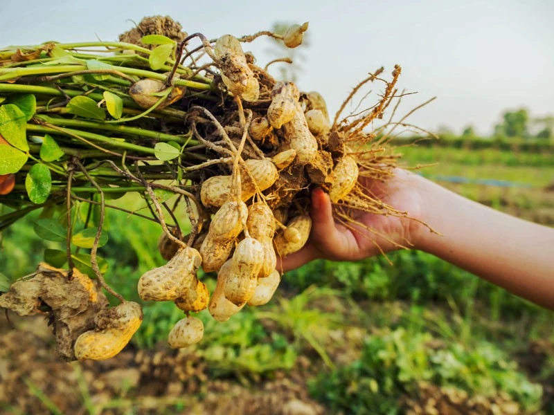 Lo ngại dầu ăn giả, người dân tự ép dầu để sử dụng