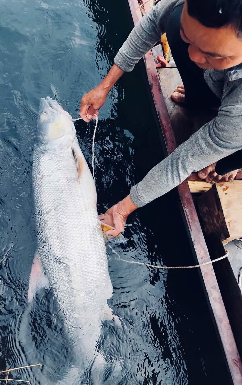 Săn “cọp nước” sông Đà