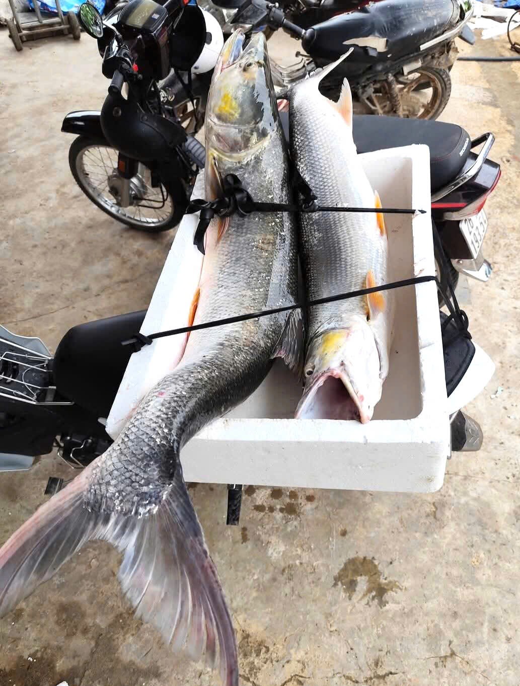 Săn “cọp nước” sông Đà