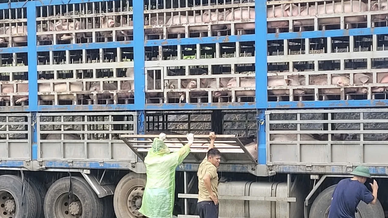 Dịch tả lợn châu Phi xuất hiện ở nhiều địa phương