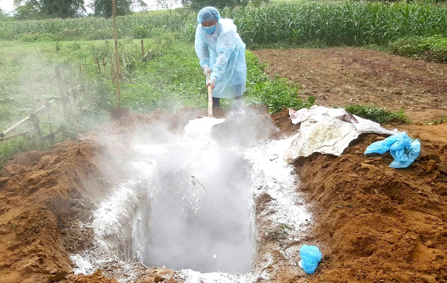 Cảnh báo nguy cơ cao xảy ra dịch bệnh nguy hiểm trên đàn vật nuôi