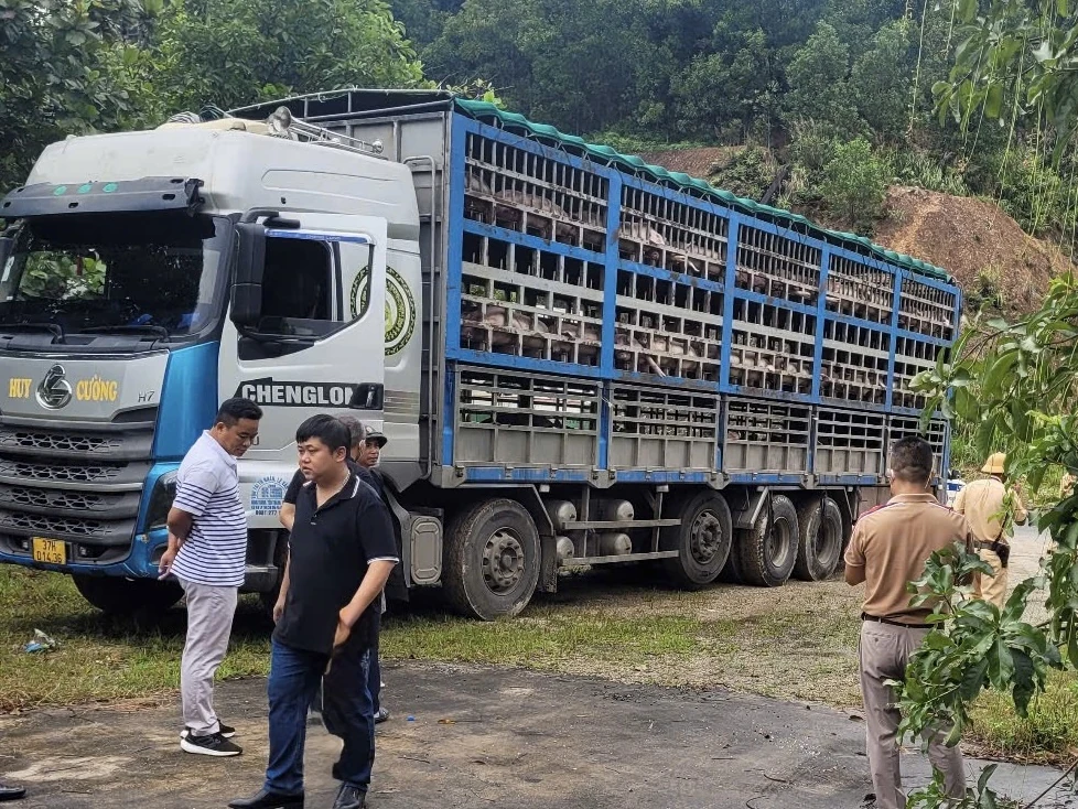 Dịch tả lợn Châu Phi: Khẩn trương khoanh vùng, ngăn chặn lây lan