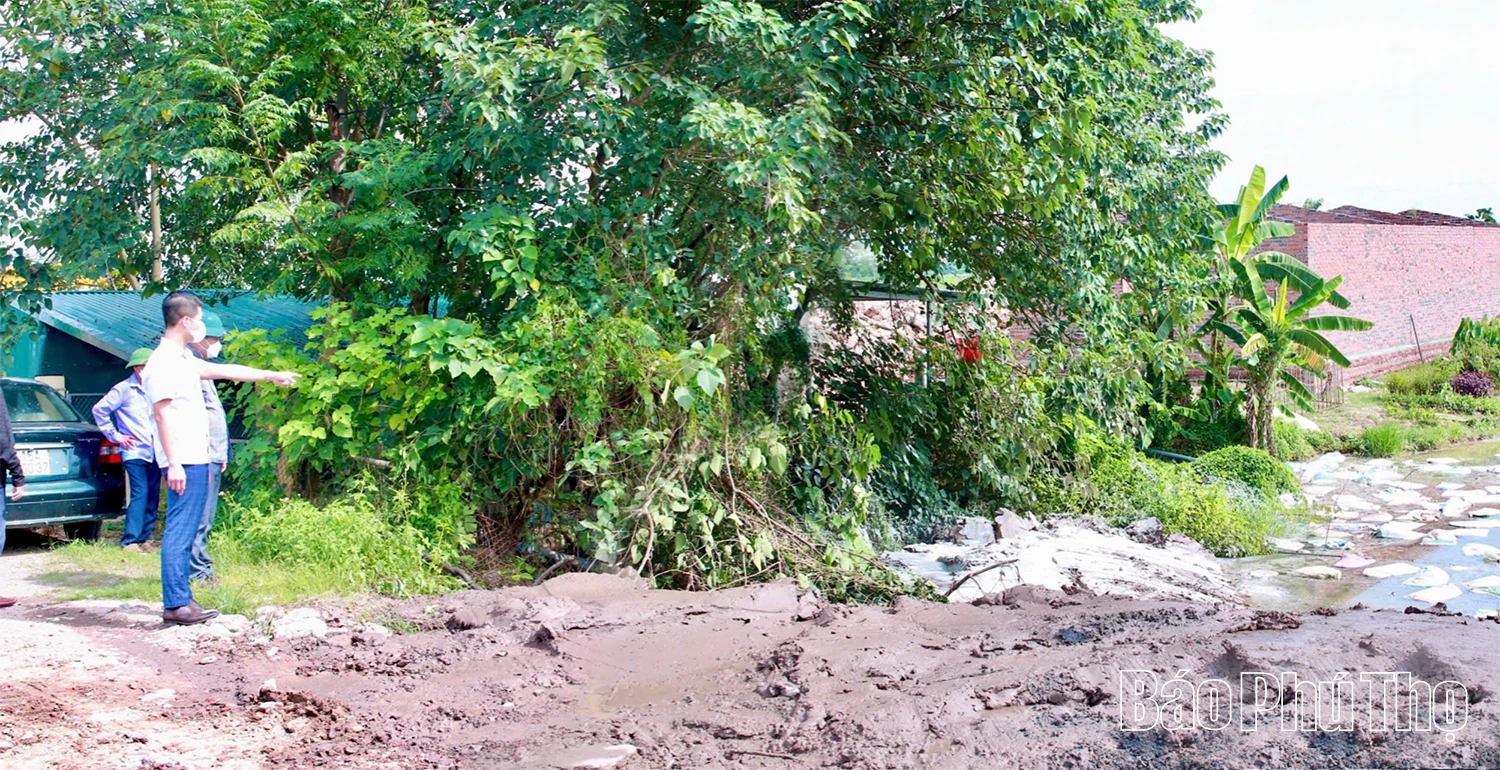 Xử lý xác lợn vứt trôi nổi ở ao nuôi thủy sản tại khu Đồng Trằm