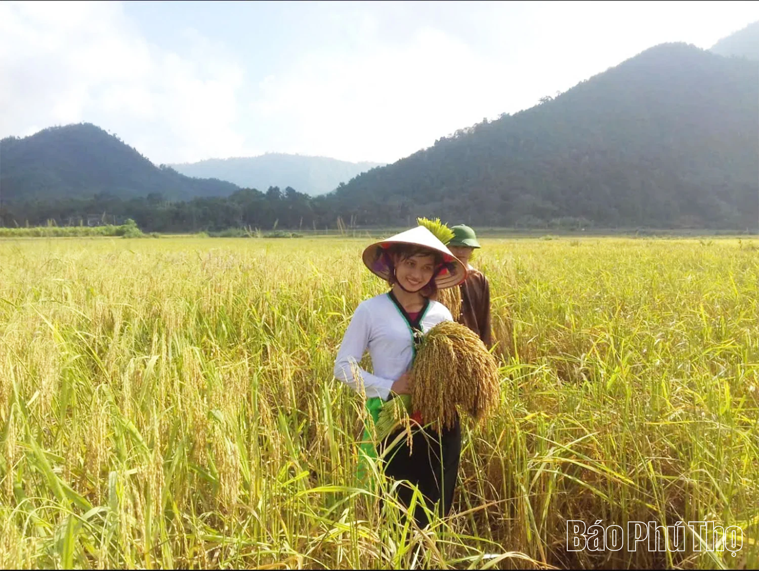 Huyền thoại về đặc sản xứ Mường “Nếp gà gáy Mỹ Lung”