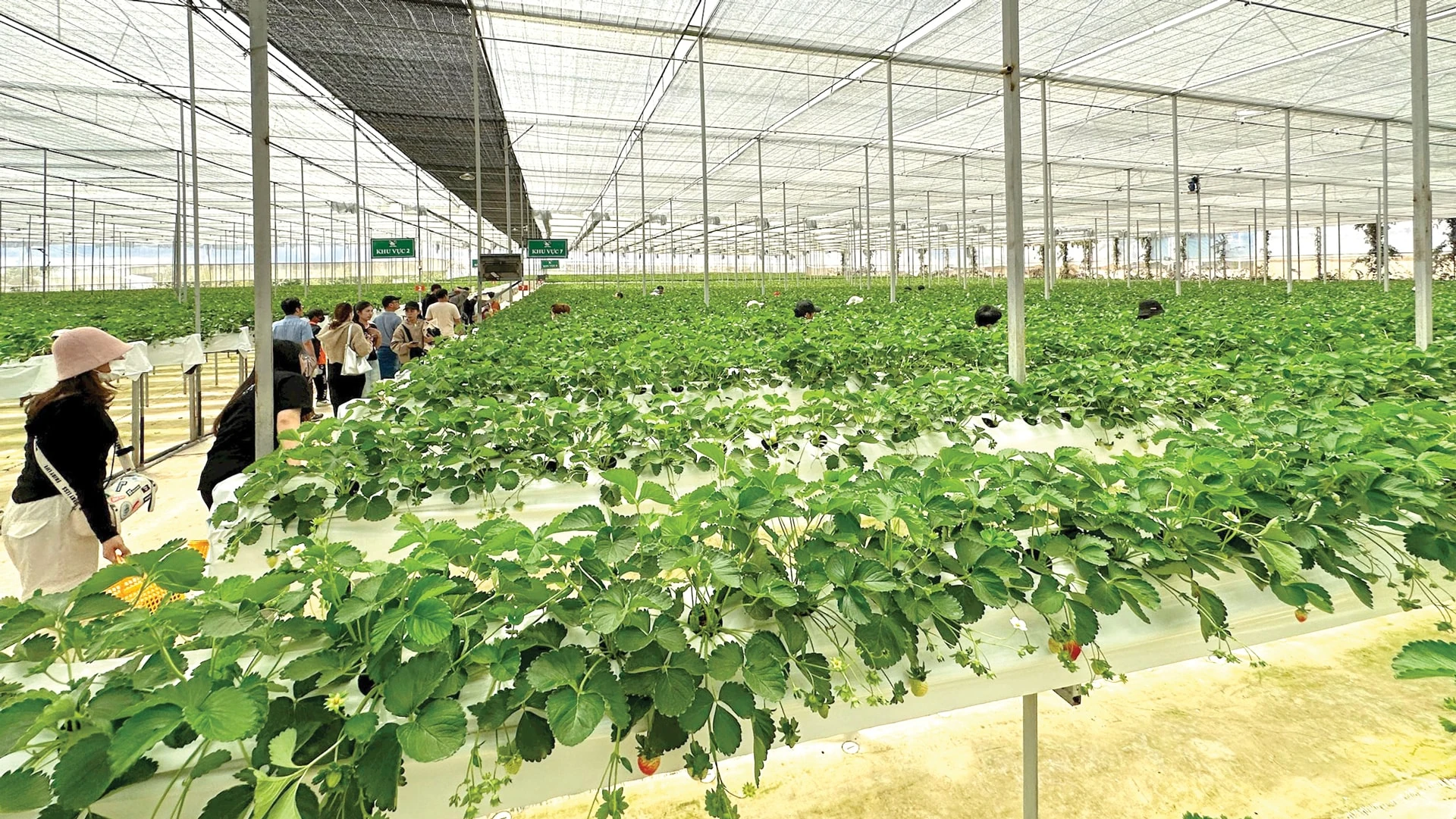 “Mỏ vàng” du lịch nông nghiệp