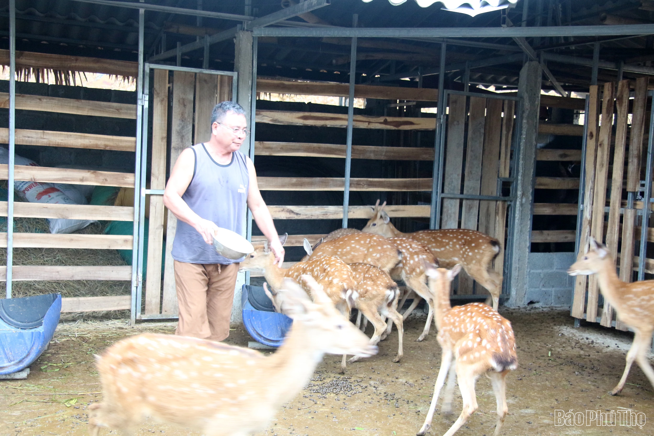Nuôi hươu, nai - kỳ vọng một hướng đi mới ở Tu Vũ
