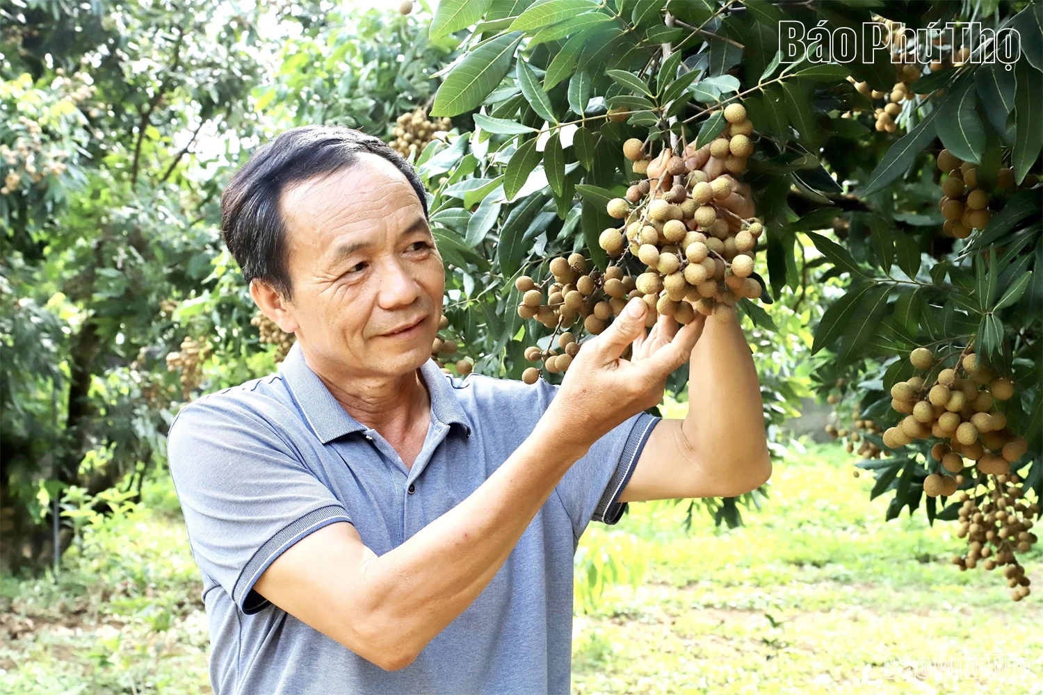 Về thăm vựa nhãn xứ Mường