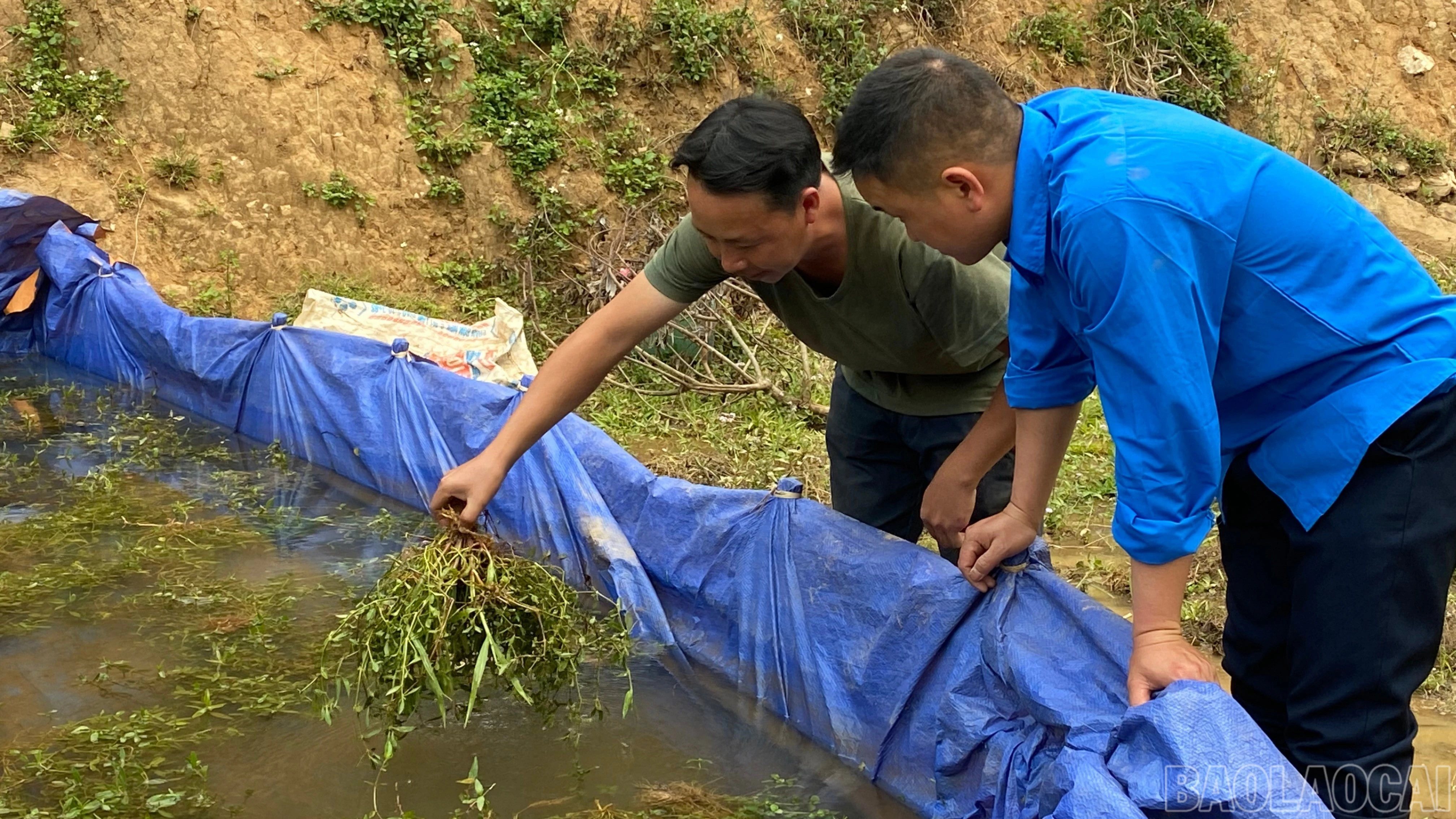 Cá lúa cộng sinh, nhân đôi giá trị