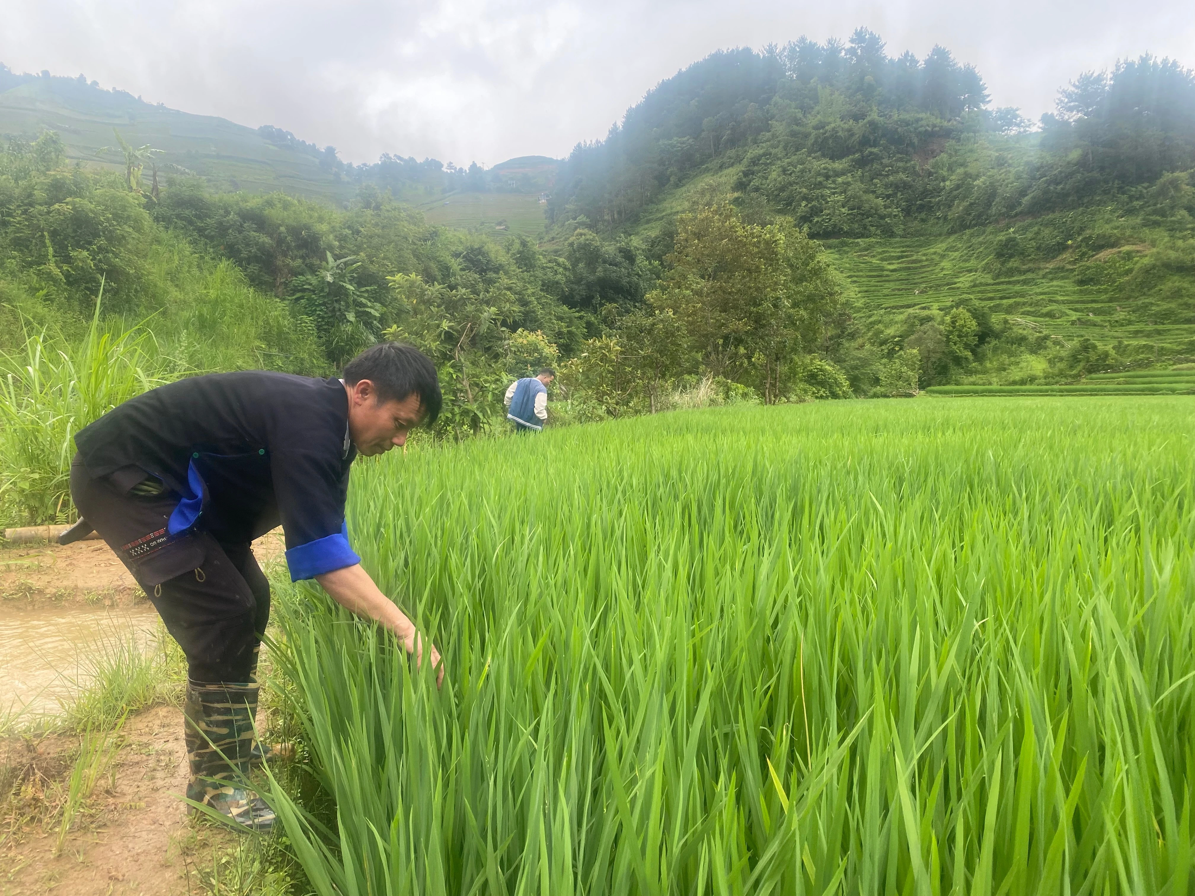 Cá lúa cộng sinh, nhân đôi giá trị
