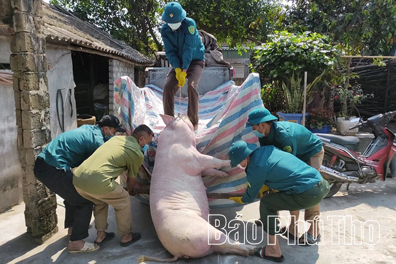 Xử phạt một trường hợp vận chuyển, vứt xác lợn mắc bệnh Dịch tả lợn châu Phi ra môi trường