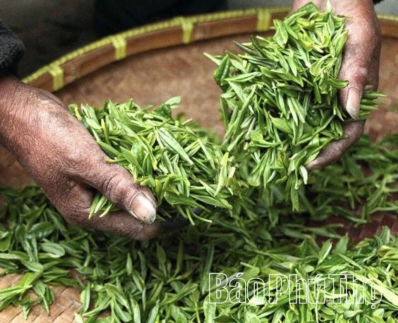 “Đánh thức” tiềm năng vùng chè Shan tuyết Pà Cò