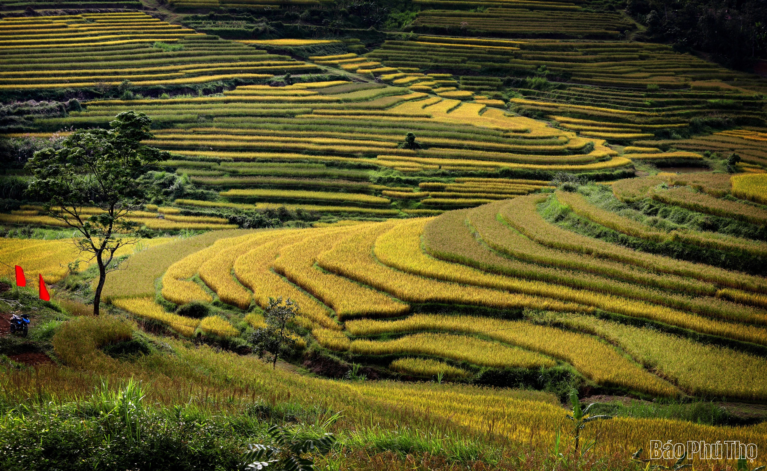 Dẻo thơm cơm lúa xứ Mường