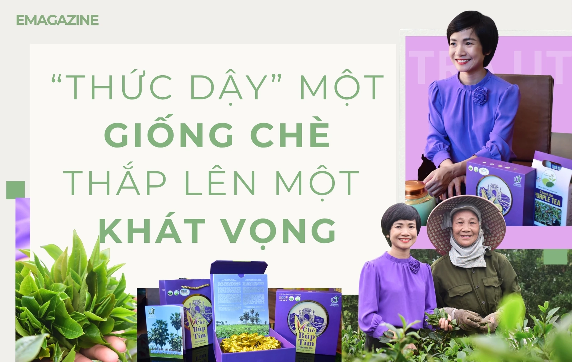 “Thức dậy” một giống chè, thắp lên một khát vọng