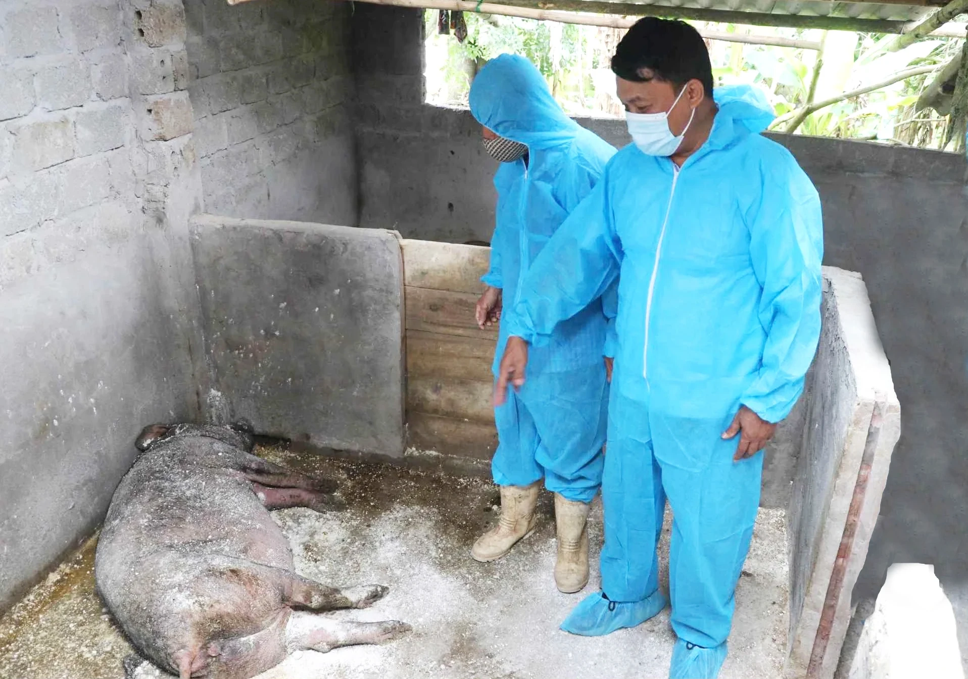 Tăng cường giám sát xử lý xác lợn chết phòng dịch tả lợn châu Phi