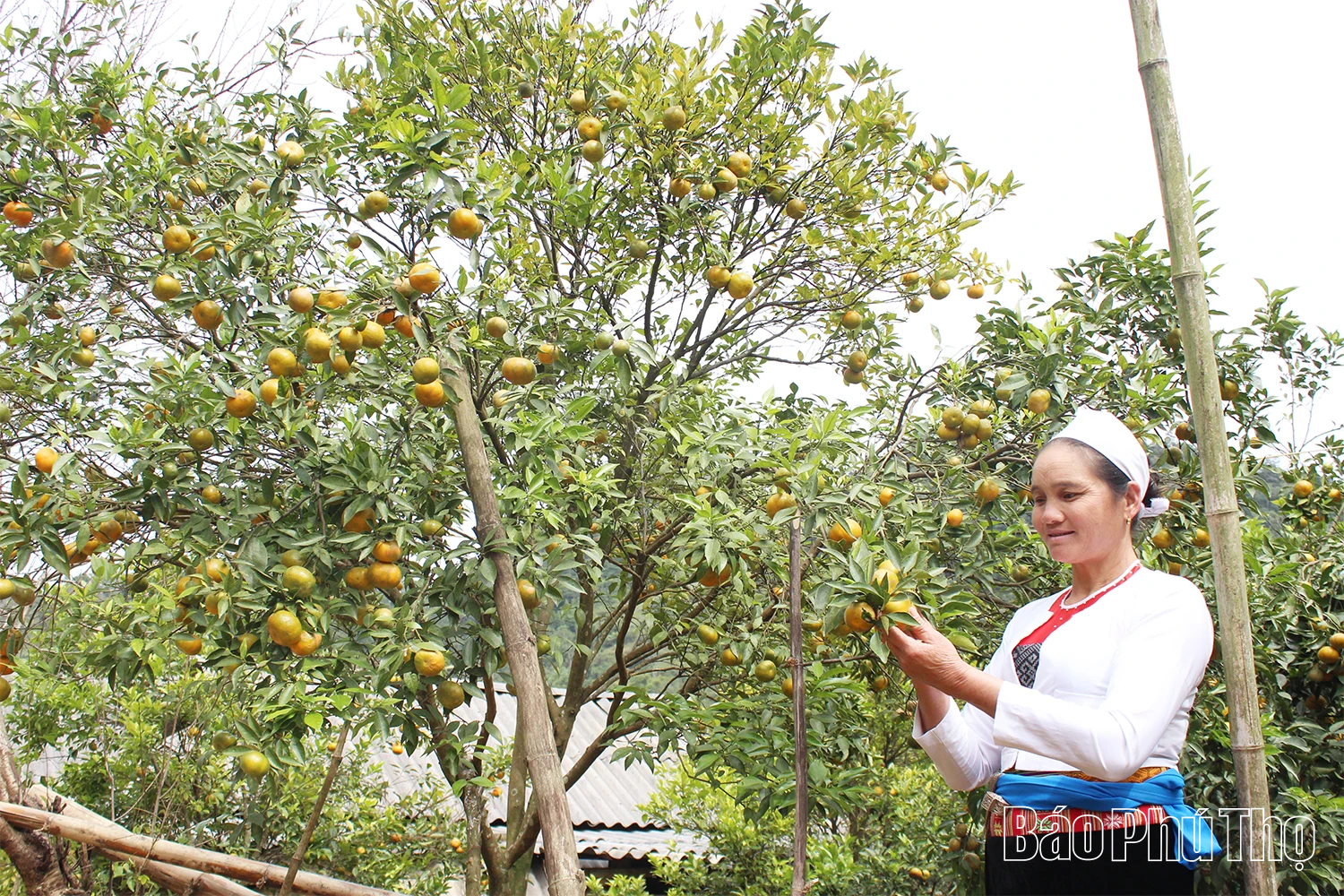 Khai thác tiềm năng, tạo đột phá trong phát triển nông nghiệp, du lịch; phấn đấu đưa Vân Sơn trở thành khu du lịch cấp tỉnh năm 2030