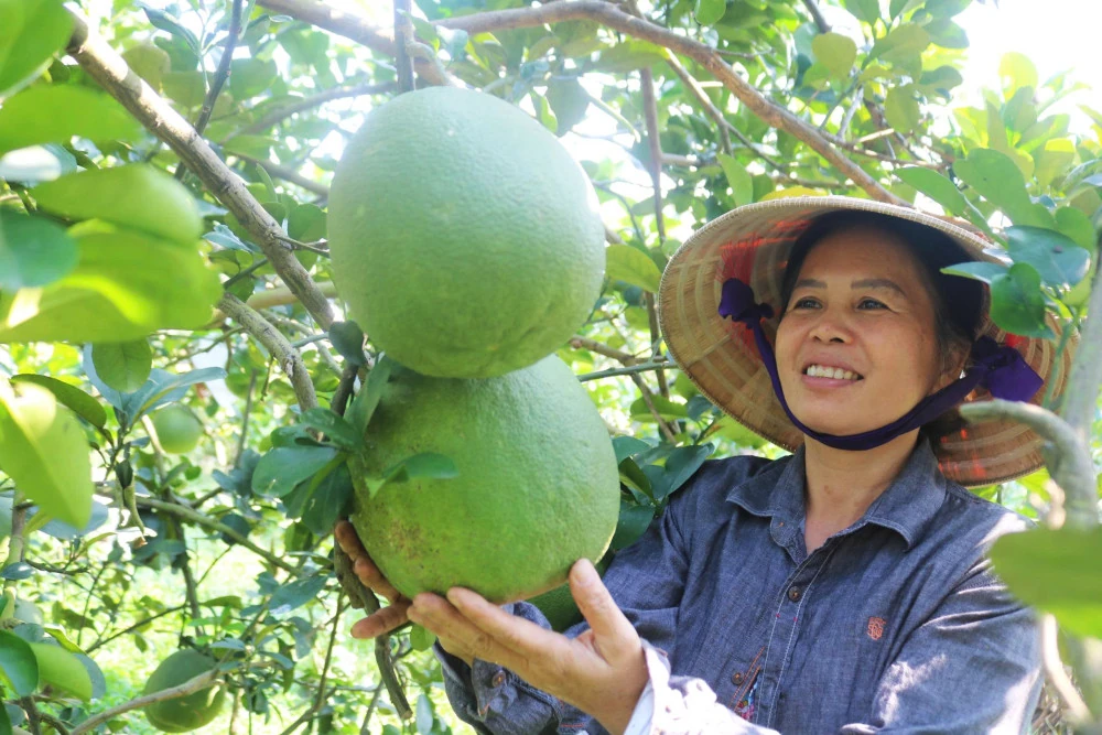 Nông nghiệp hữu cơ nâng tầm nông sản