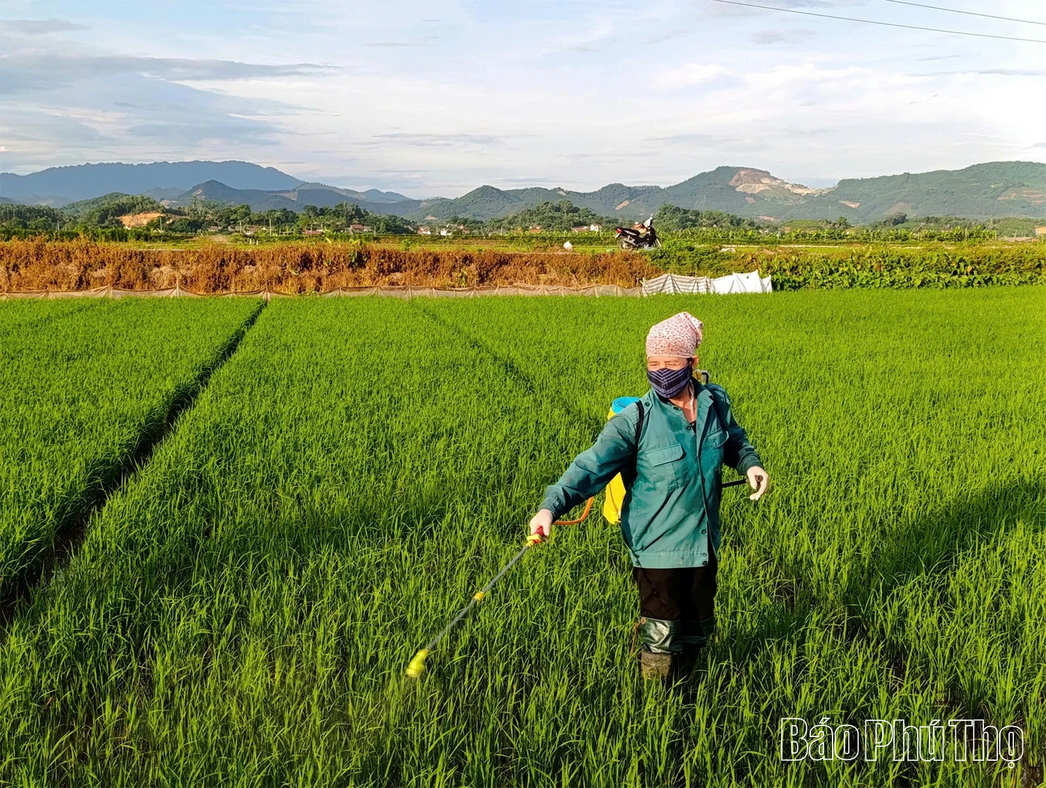 Chủ động phòng trừ sâu bệnh hại lúa mùa
