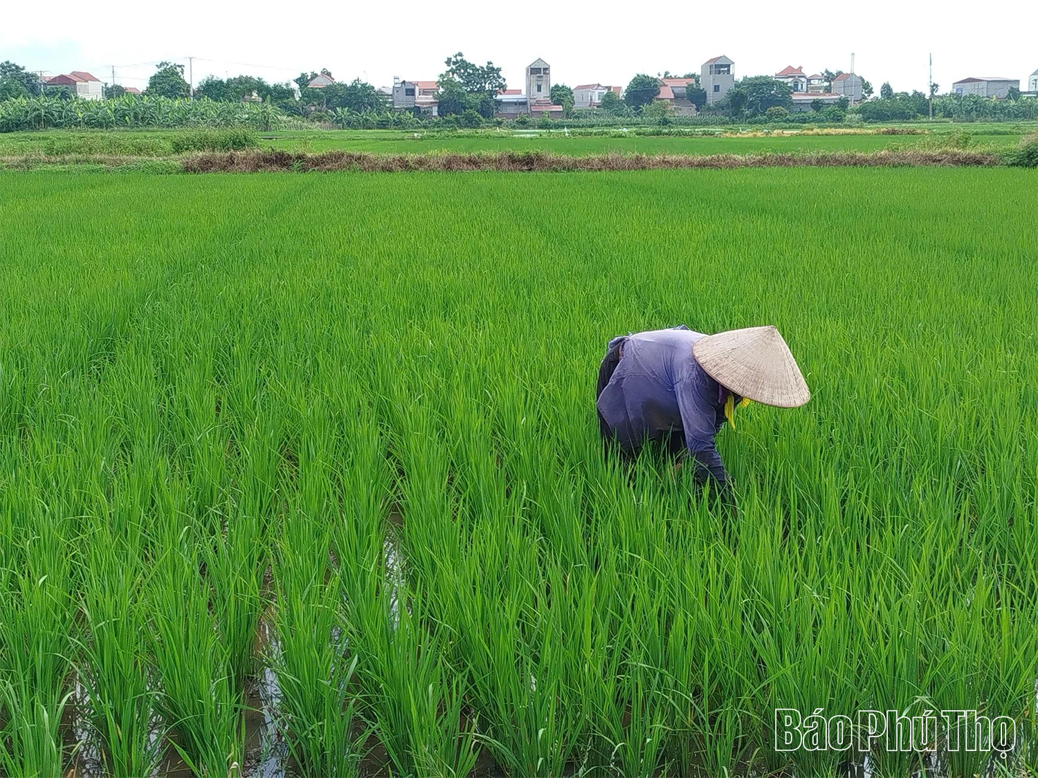 Chủ động phòng trừ sâu bệnh hại lúa mùa