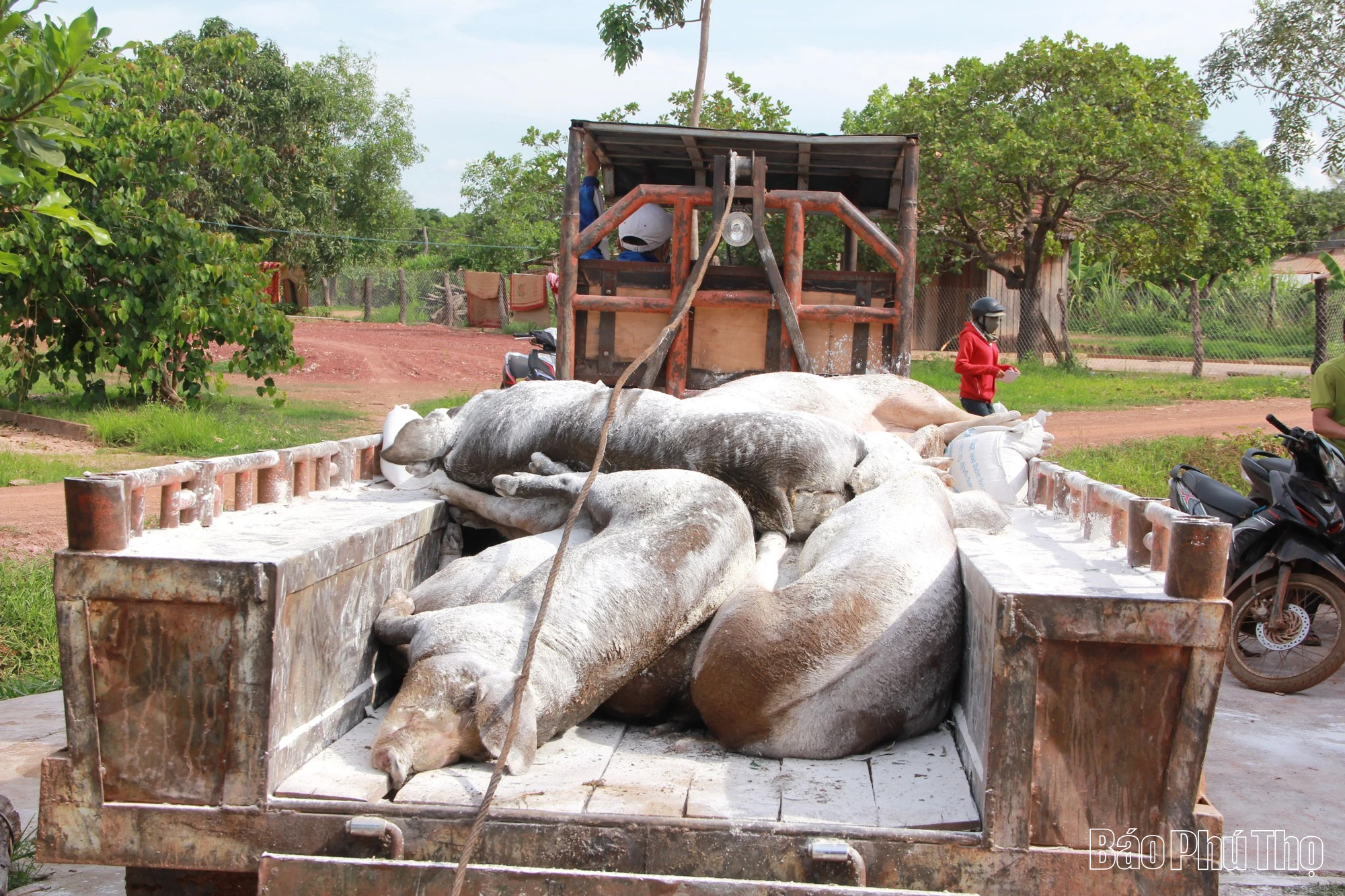 Khó khăn trong phòng chống bệnh Dịch tả lợn châu Phi