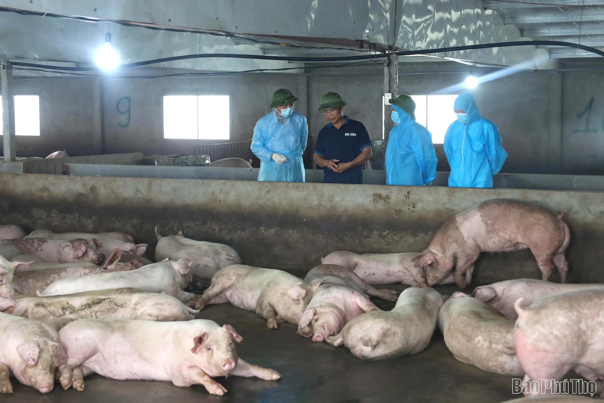 Bộ Nông nghiệp và Môi trường làm việc với tỉnh Phú Thọ về công tác phòng, chống bệnh dịch tả lợn Châu Phi