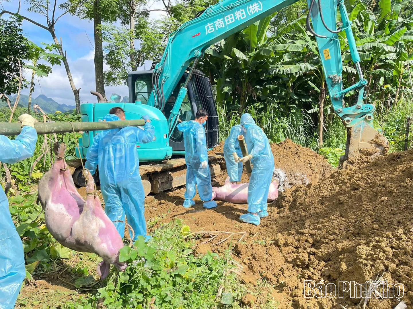 Mạng lưới thú y cơ sở bị “đứt gãy”: Công tác phòng chống dịch bệnh gặp khó