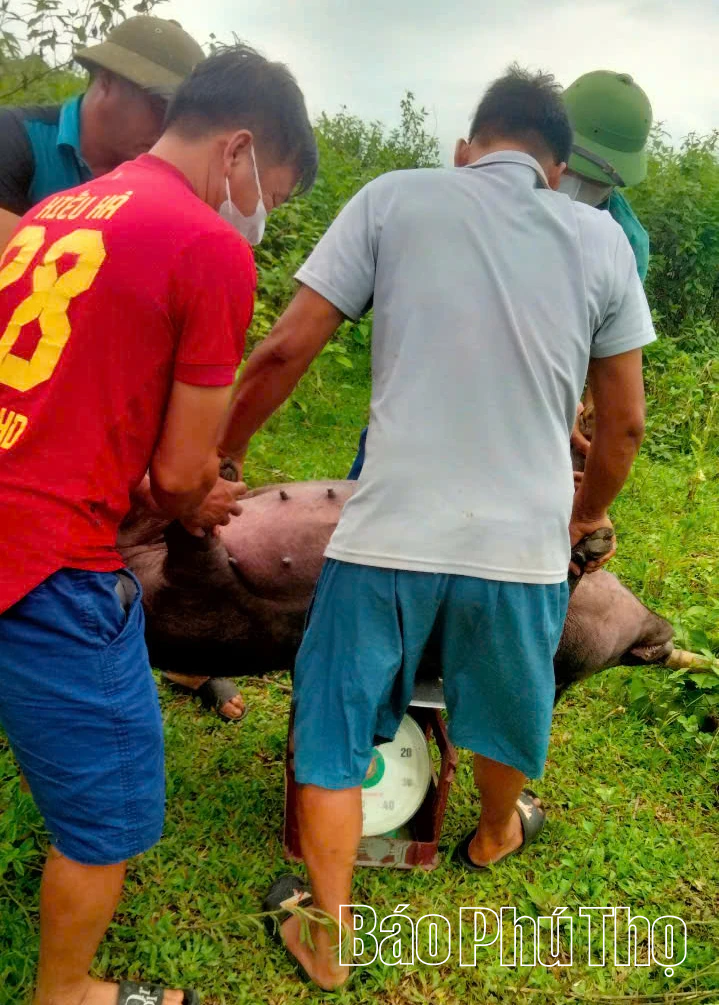 Mạng lưới thú y cơ sở bị “đứt gãy”: Công tác phòng chống dịch bệnh gặp khó