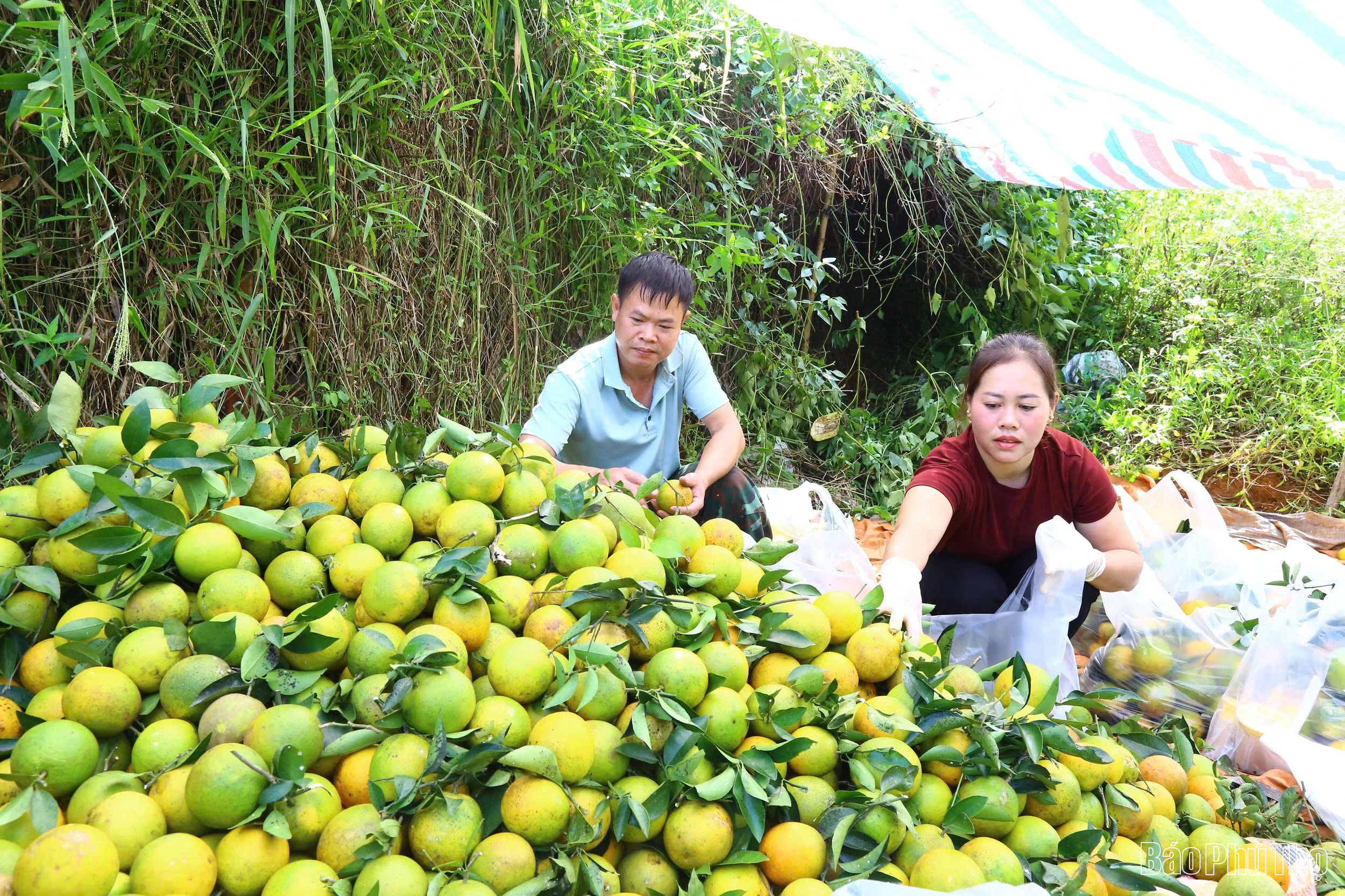 Bốn vùng Mường - khát vọng chuyển mình, cất cánh sau Đại hội