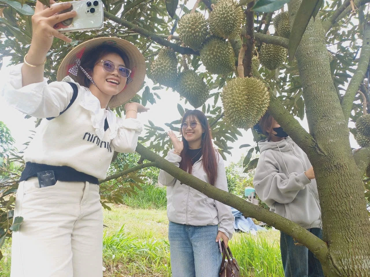Rộn ràng mùa sầu riêng, măng cụt ở La Dạ